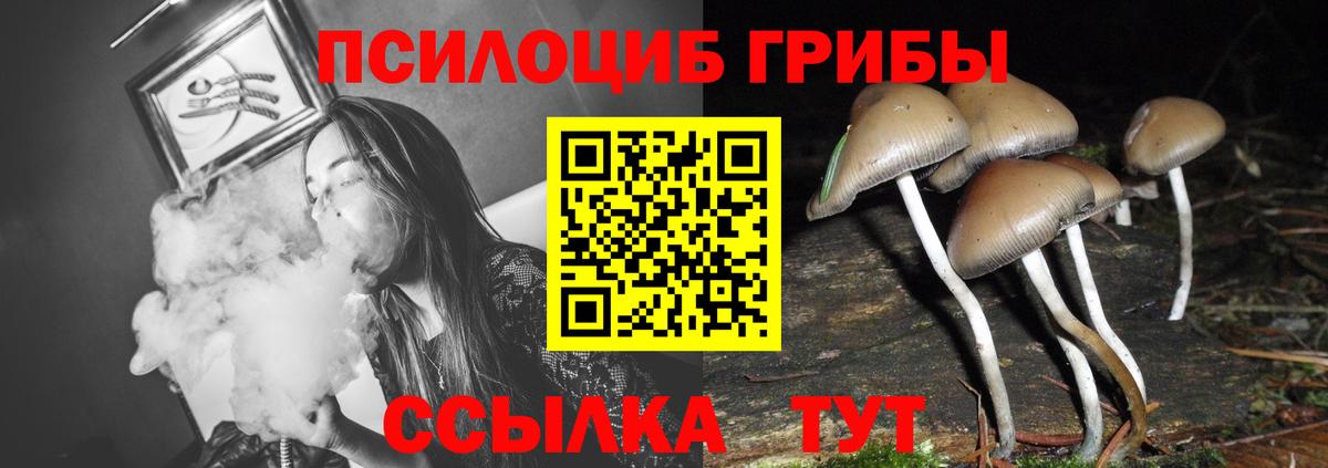 Псилоцибиновые грибы Psilocybine cubensis Саранск